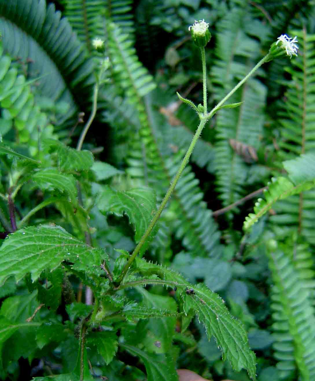 Adenostemma mauritianum Adenostemma mauritianum