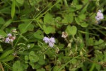 Ageratum conyzoides
