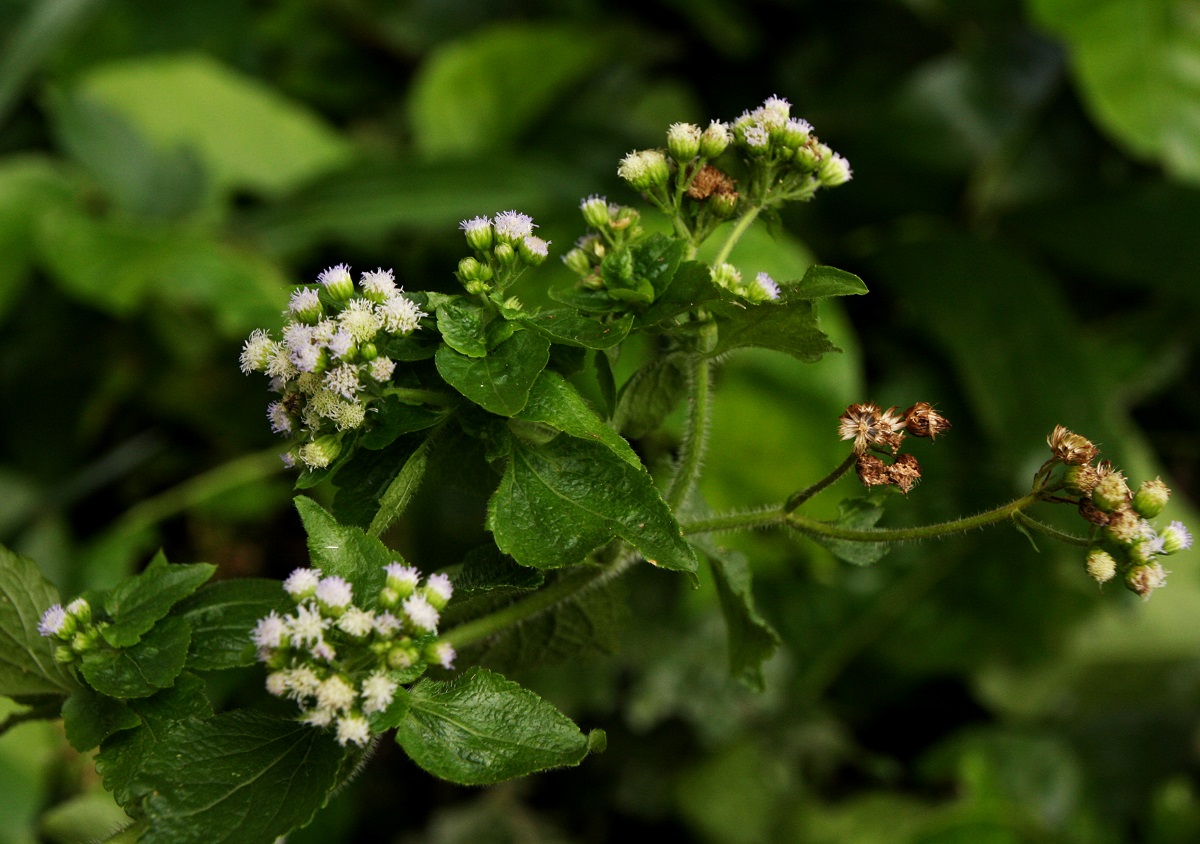 Ageratum conyzoides