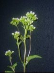 Ageratum conyzoides