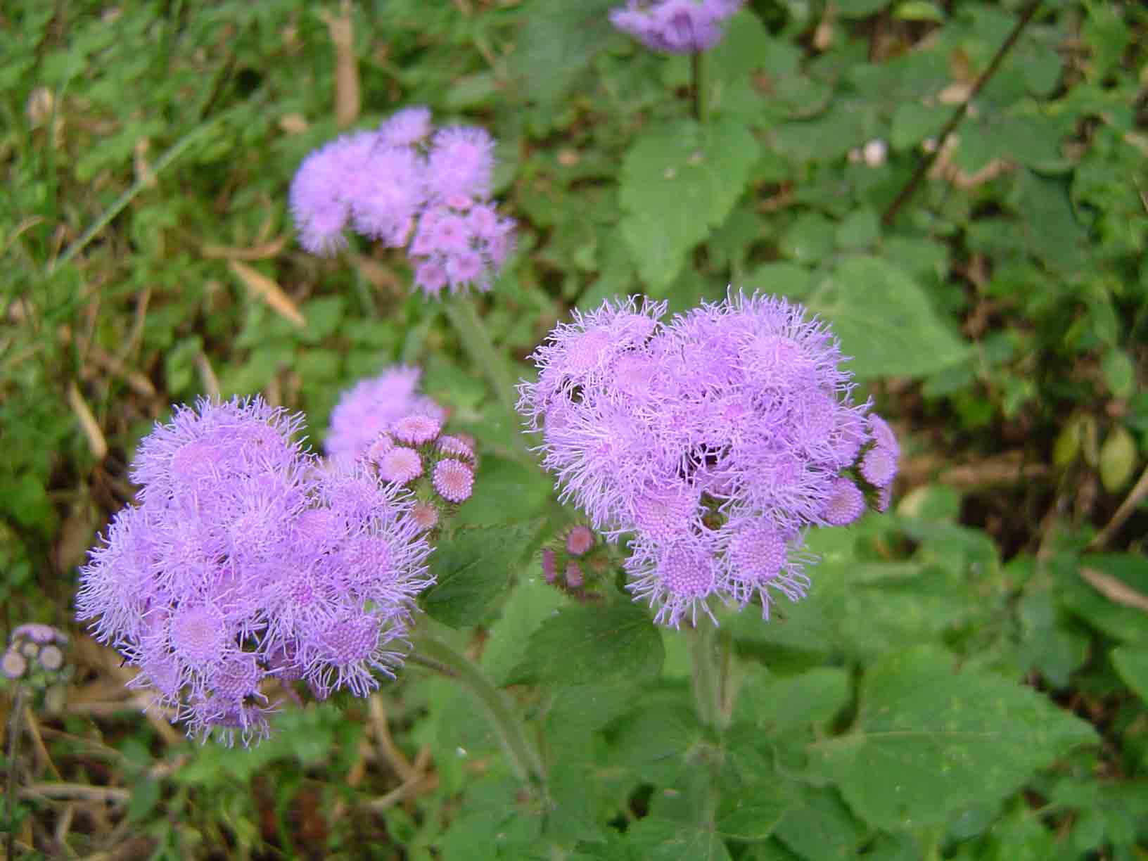 Ageratum houstonianum Ageratum houstonianum