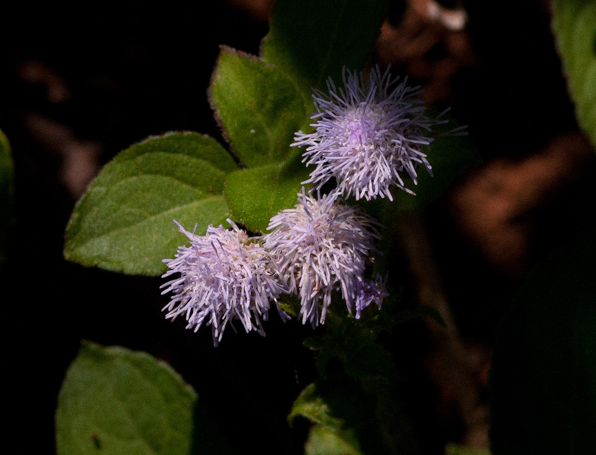 Ageratum houstonianum