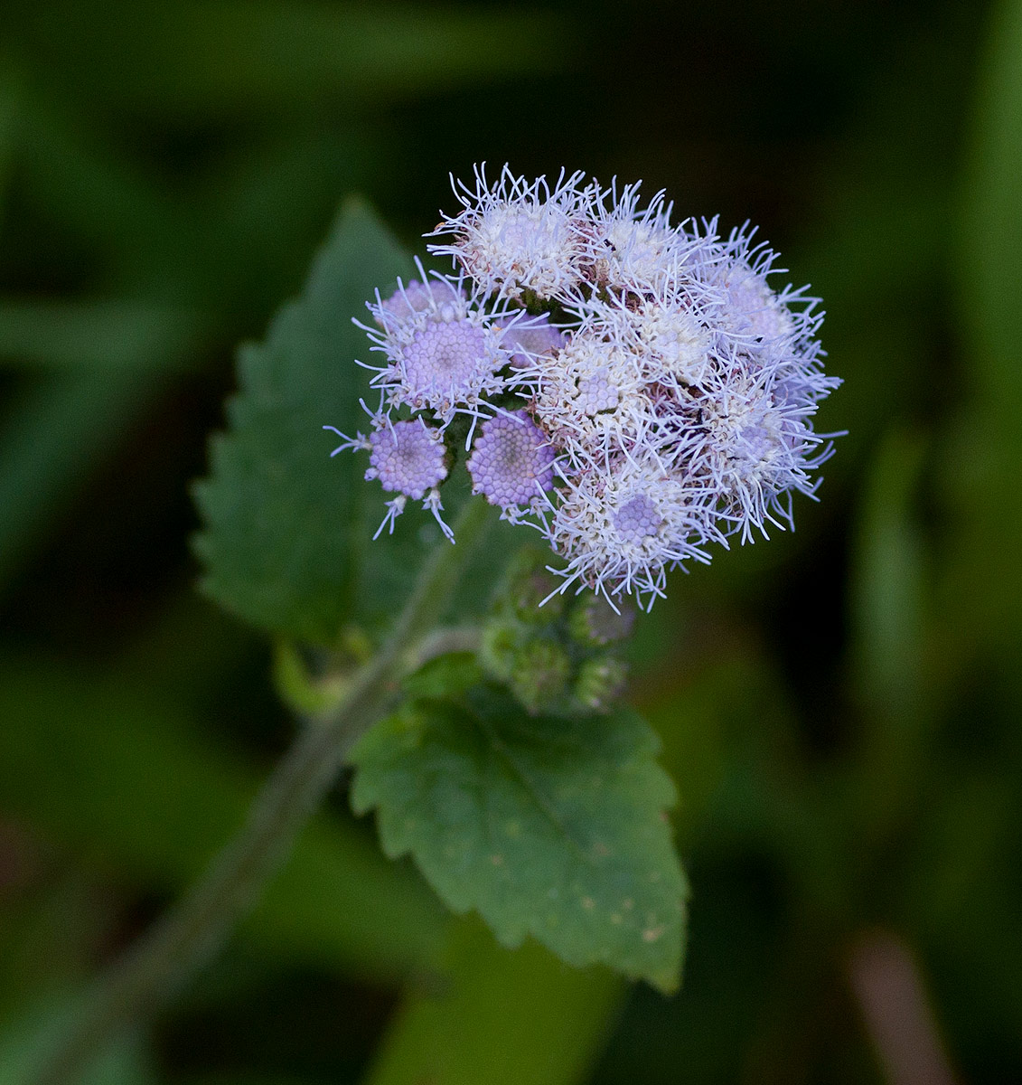 Ageratum houstonianum Ageratum houstonianum