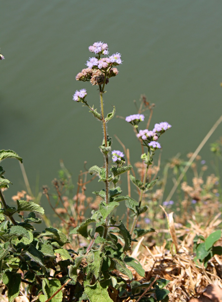 Ageratum houstonianum Ageratum houstonianum