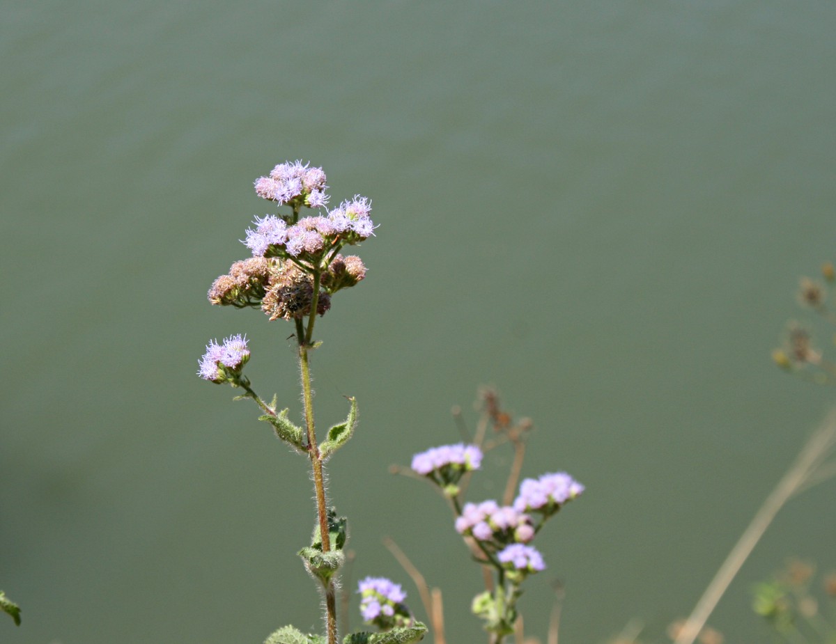 Ageratum houstonianum Ageratum houstonianum