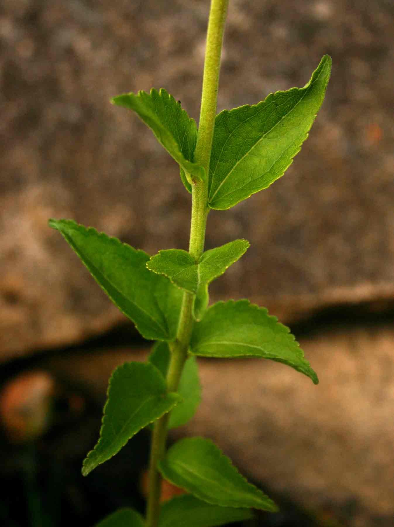 Stomatanthes africanus Stomatanthes africanus