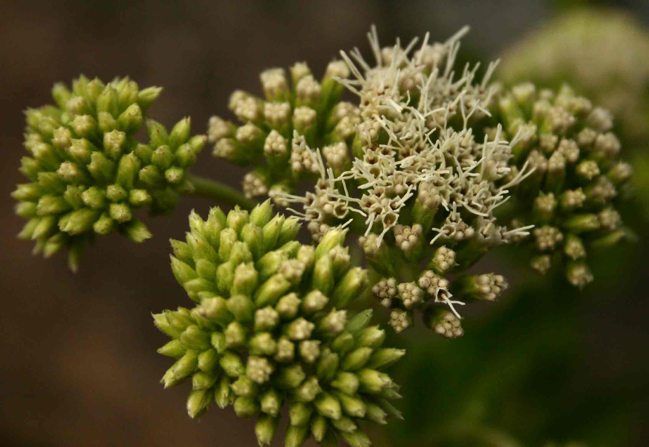 Stomatanthes africanus Stomatanthes africanus