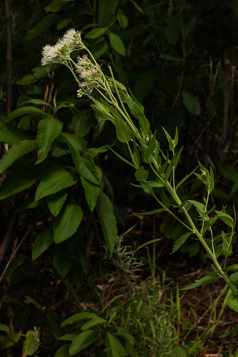 Stomatanthes africanus Stomatanthes africanus