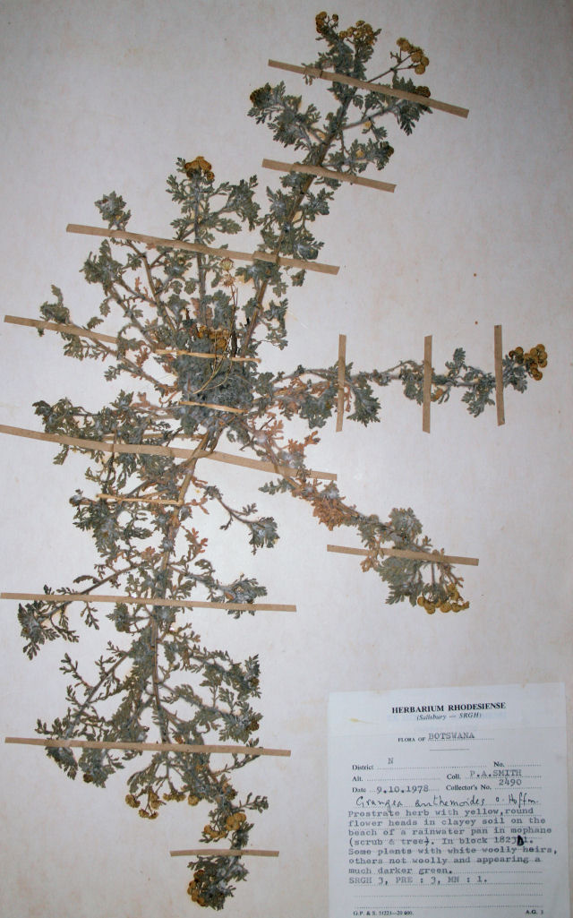 Grangea anthemoides Grangea anthemoides