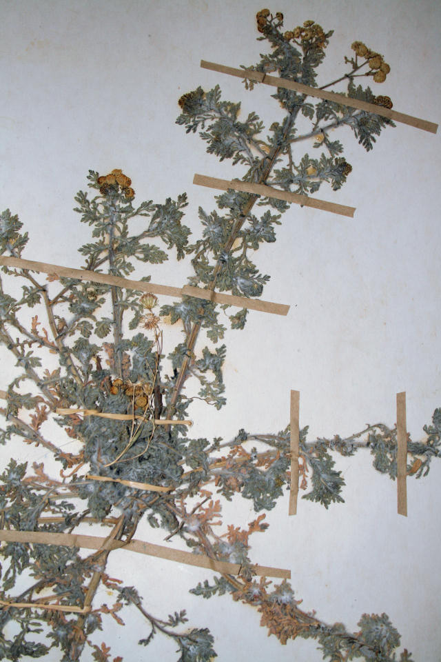 Grangea anthemoides Grangea anthemoides