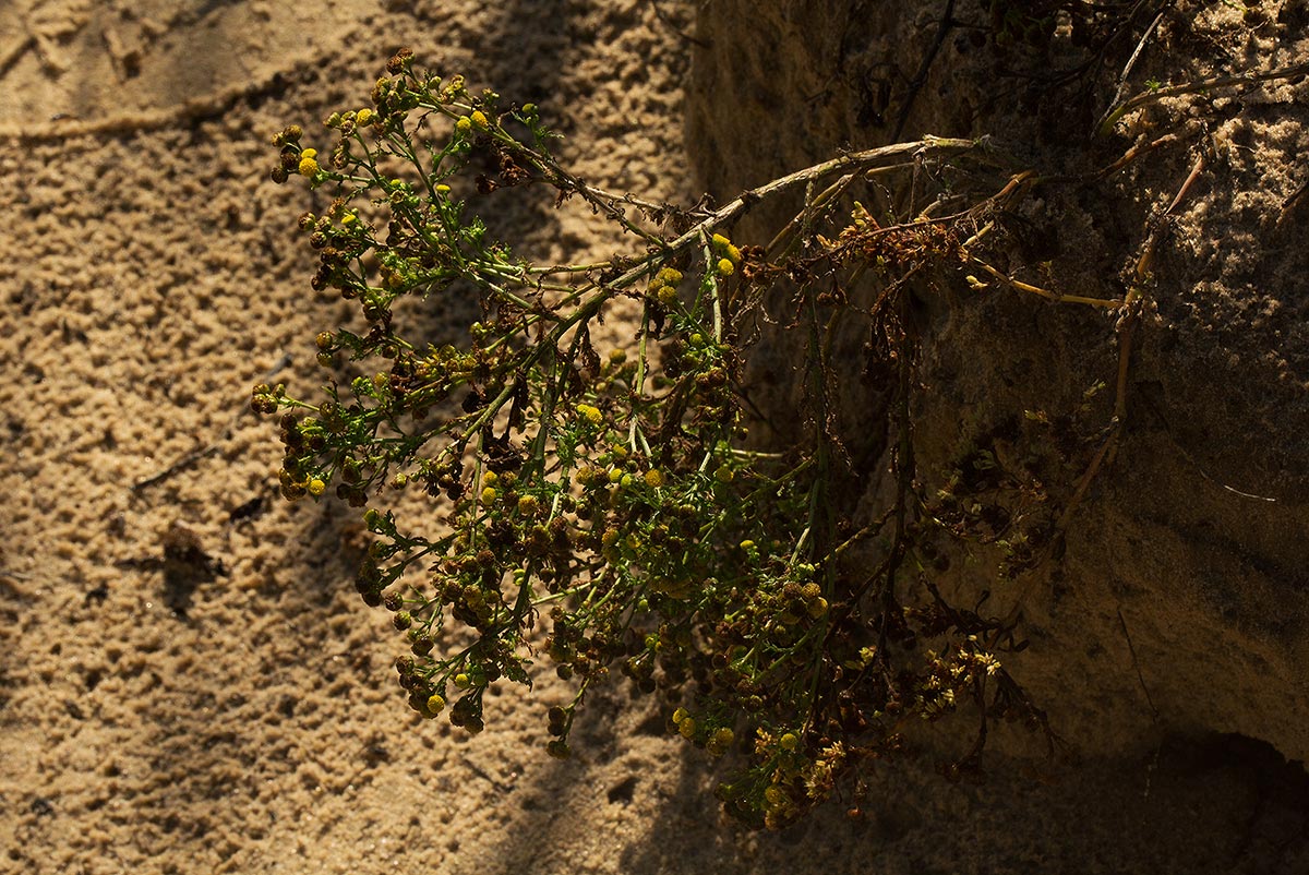 Grangea anthemoides Grangea anthemoides