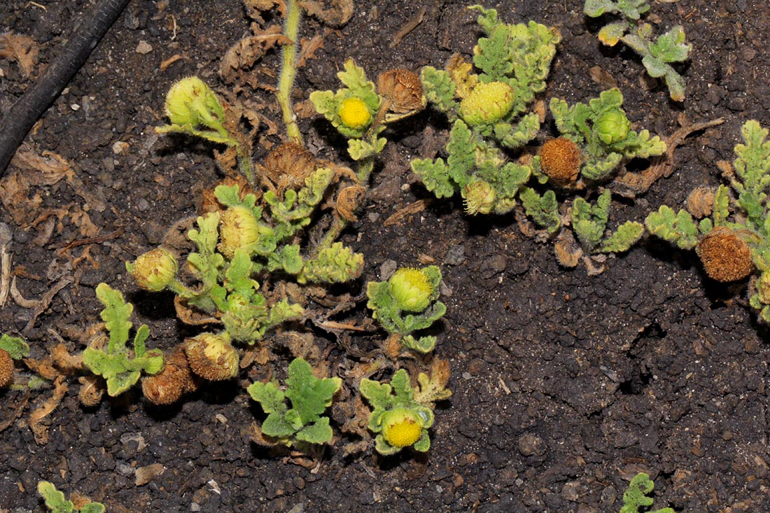 Grangea maderaspatana