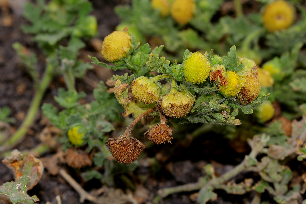 Grangea maderaspatana