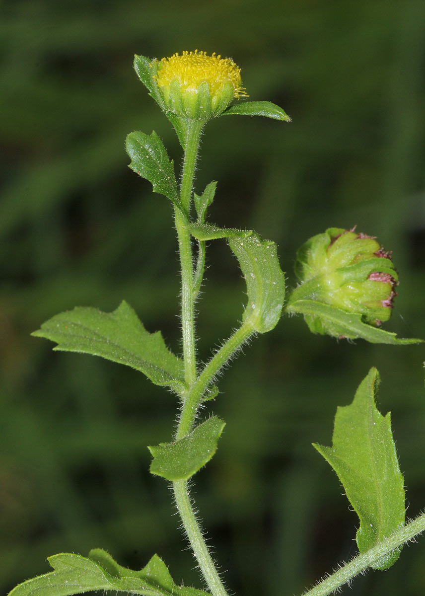 Grangea maderaspatana