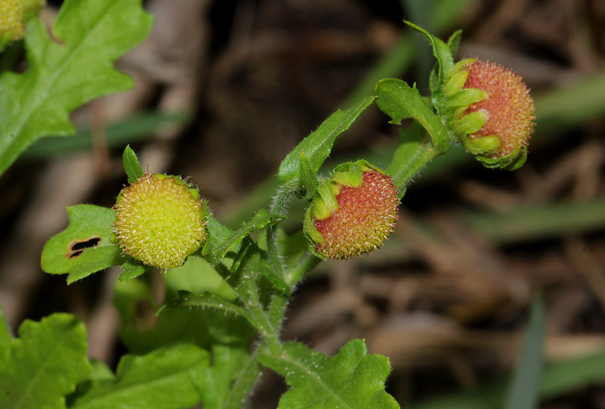 Grangea maderaspatana