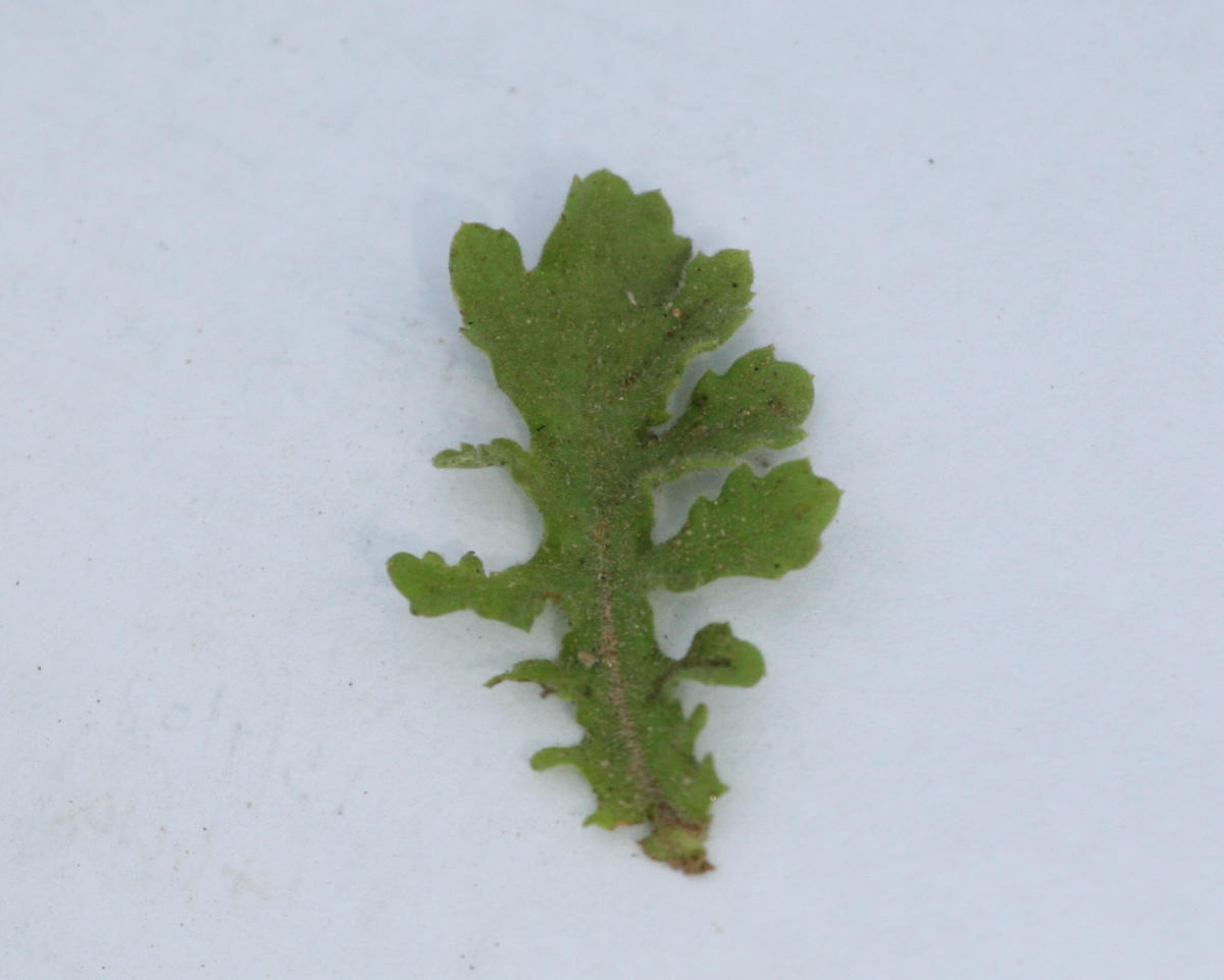 Grangea maderaspatana