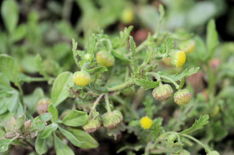 Grangea maderaspatana