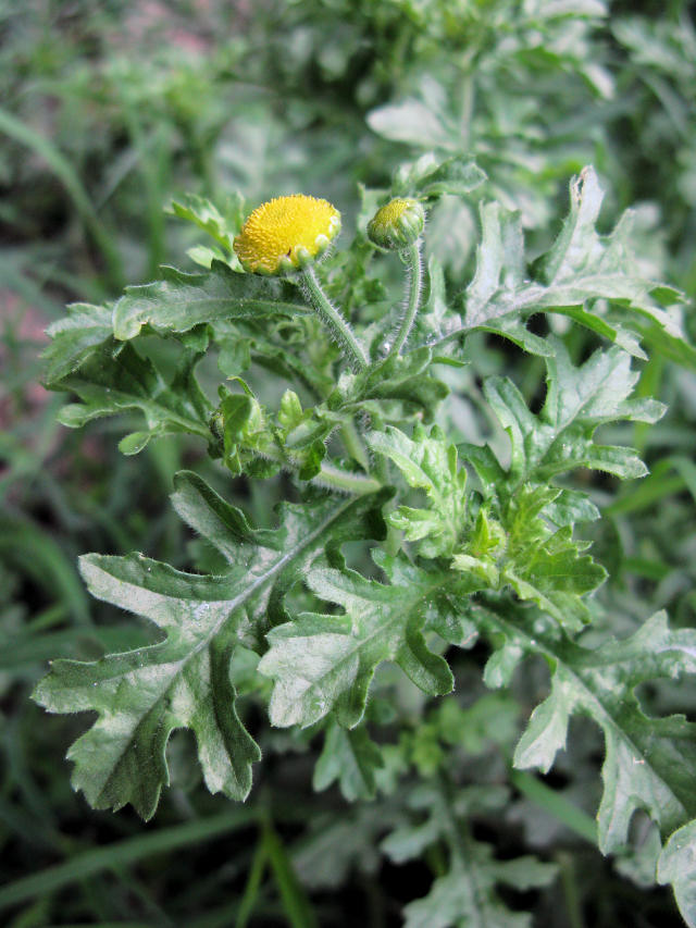 Grangea maderaspatana Grangea maderaspatana