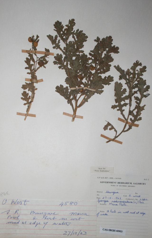 Grangea maderaspatana