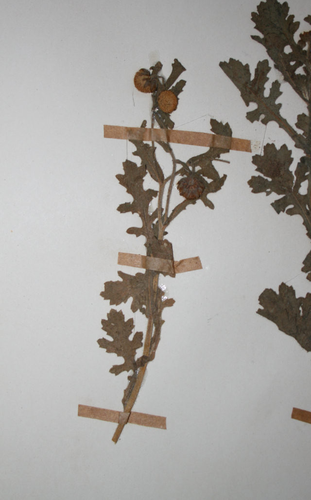 Grangea maderaspatana Grangea maderaspatana