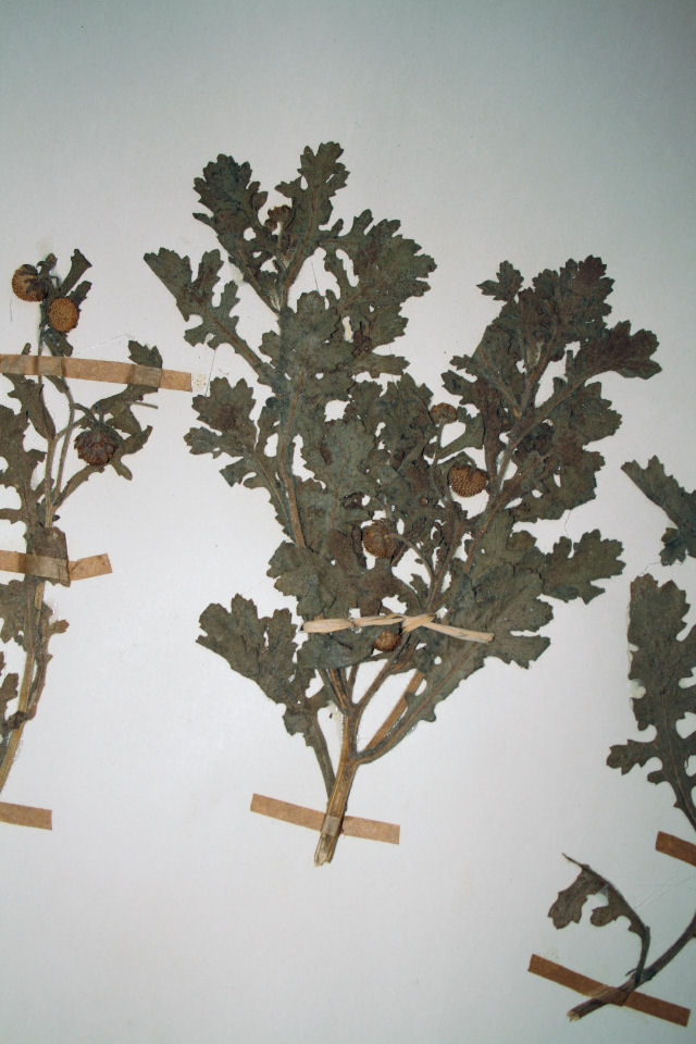 Grangea maderaspatana Grangea maderaspatana