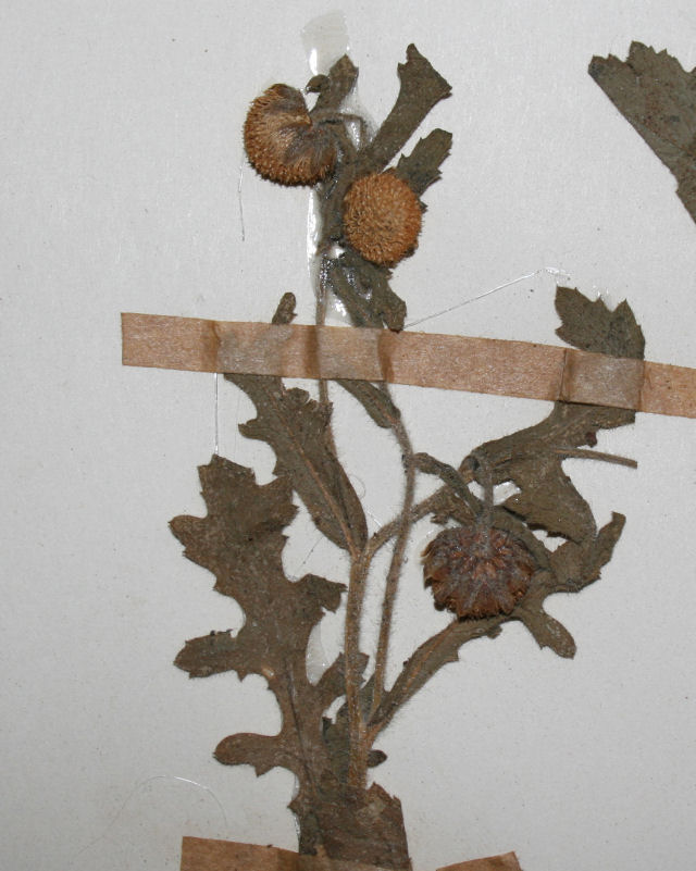 Grangea maderaspatana