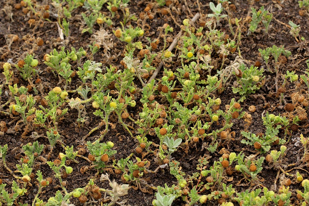 Grangea maderaspatana Grangea maderaspatana