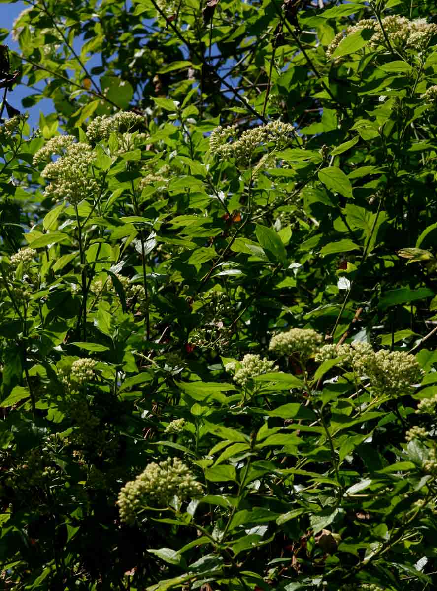 Microglossa pyrifolia