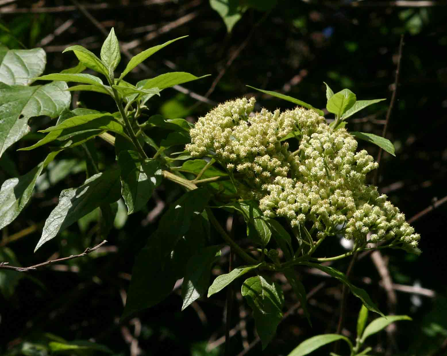 Microglossa pyrifolia Microglossa pyrifolia