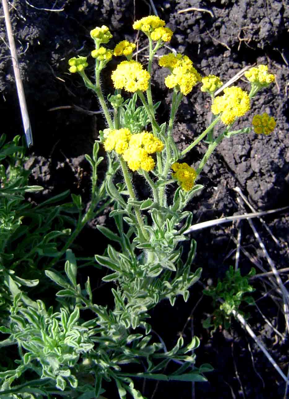 Nidorella resedifolia subsp. resedifolia