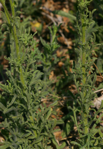 Nidorella resedifolia subsp. resedifolia