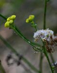 Nidorella resedifolia subsp. microcephala