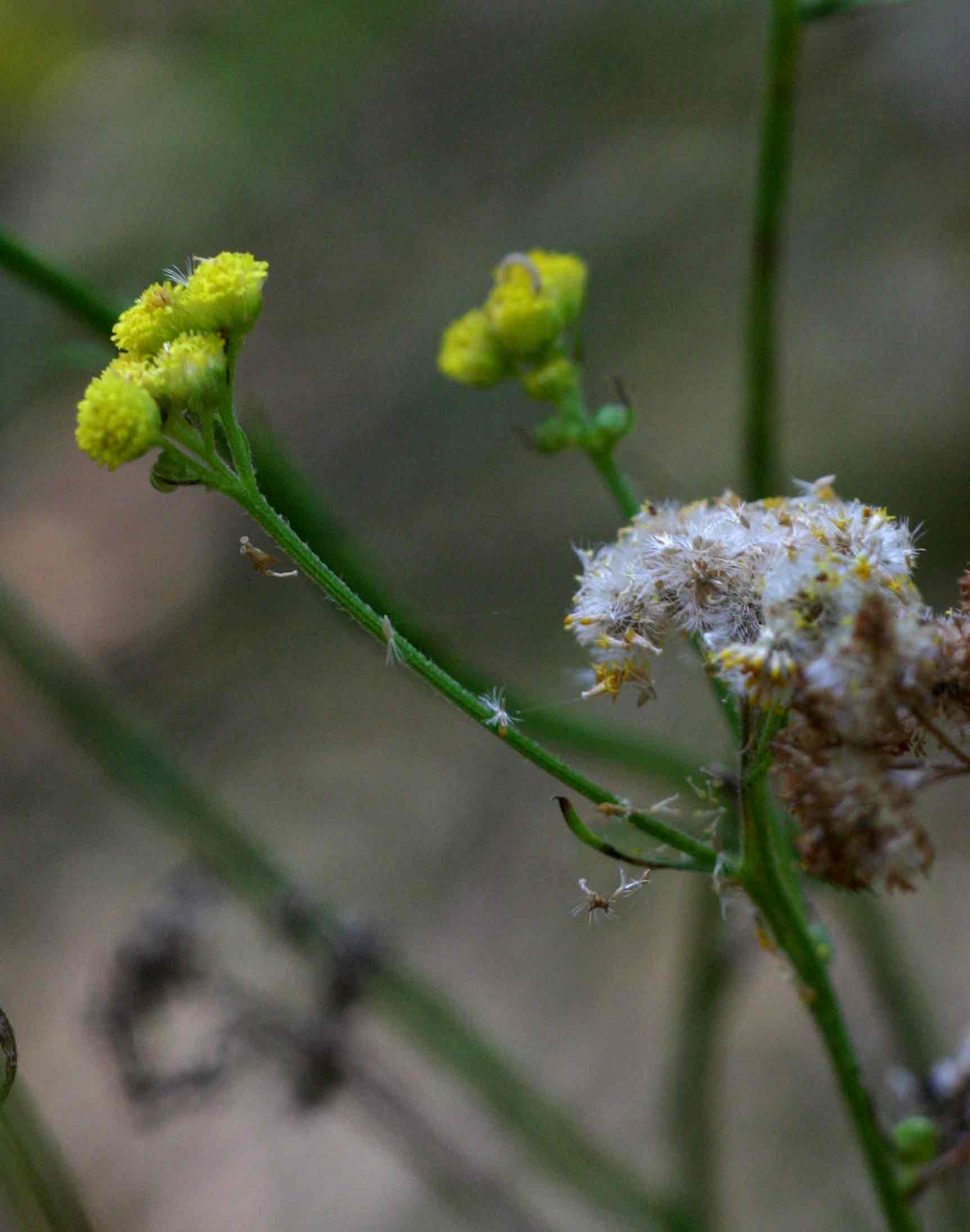 Nidorella resedifolia subsp. microcephala Nidorella resedifolia subsp. microcephala