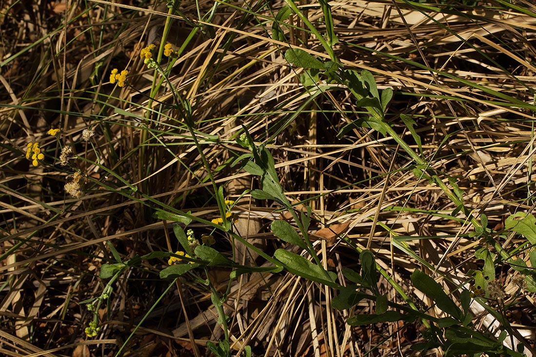 Nidorella resedifolia subsp. microcephala