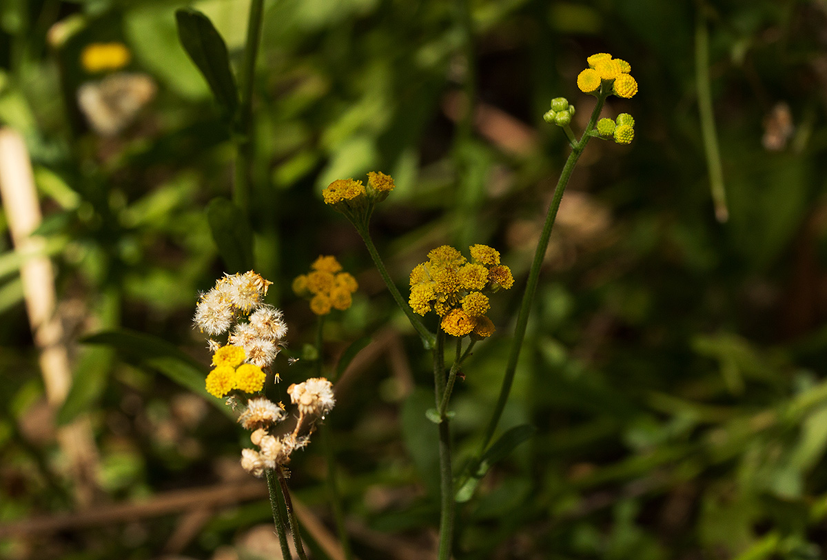 Nidorella resedifolia subsp. microcephala