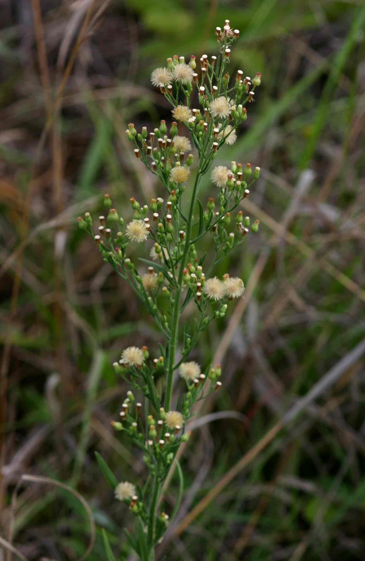 Erigeron sumatrensis