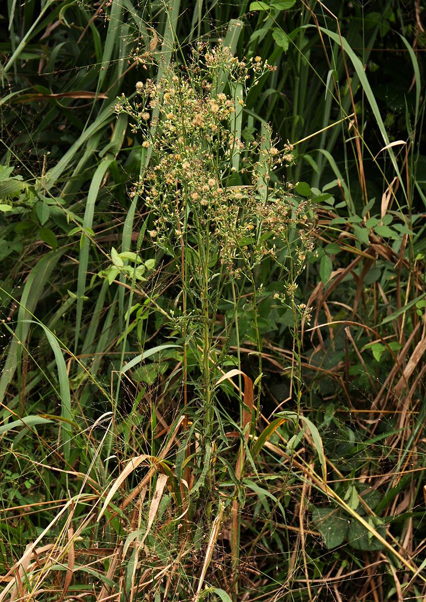 Erigeron sumatrensis Erigeron sumatrensis