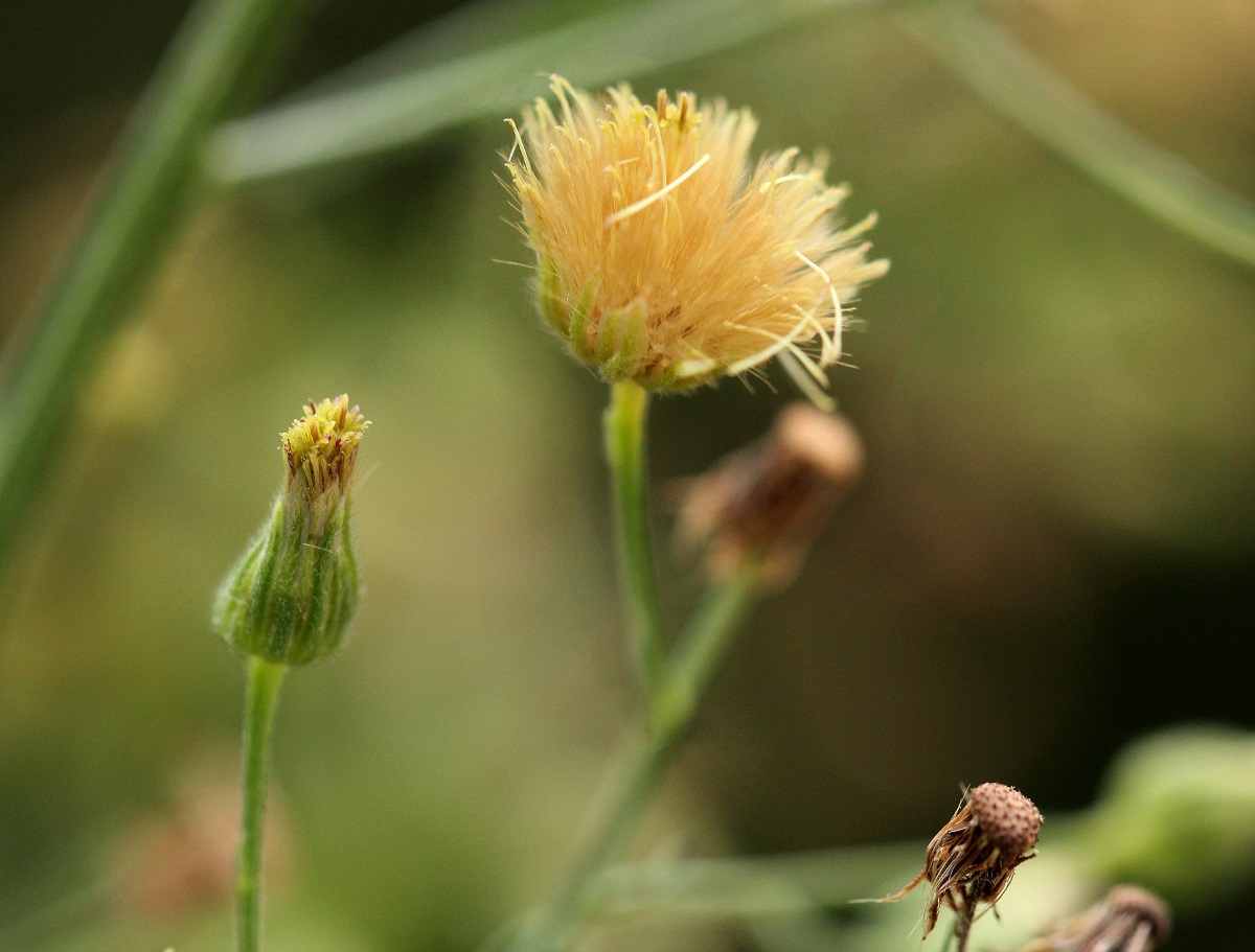 Erigeron sumatrensis Erigeron sumatrensis