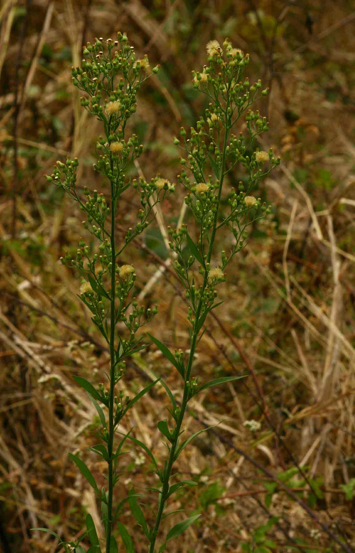 Erigeron sumatrensis Erigeron sumatrensis