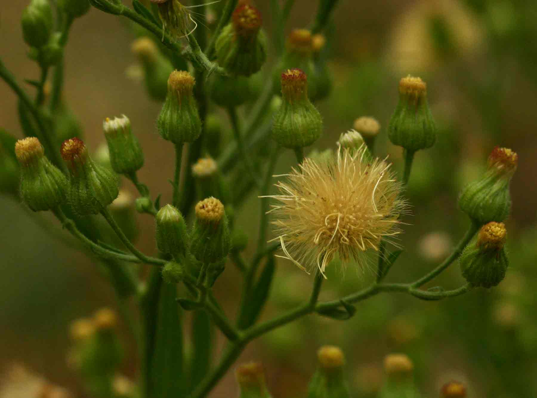 Erigeron sumatrensis Erigeron sumatrensis