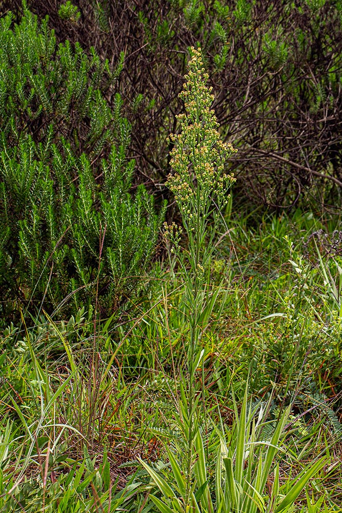 Erigeron sumatrensis Erigeron sumatrensis