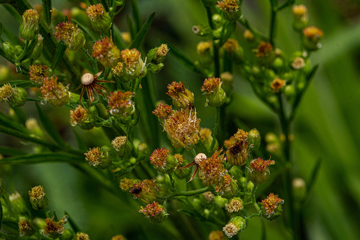 Erigeron sumatrensis Erigeron sumatrensis