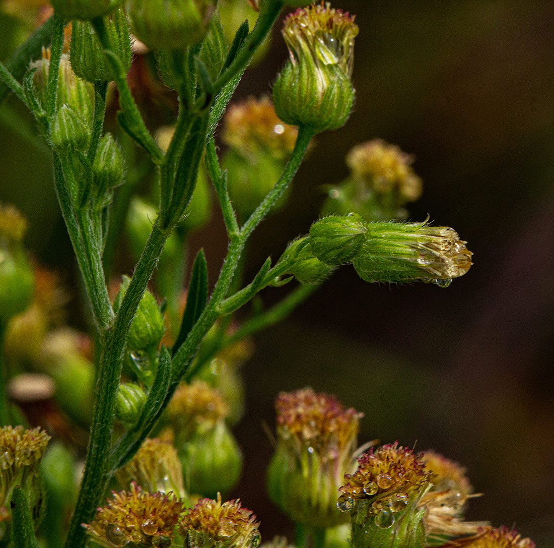 Erigeron sumatrensis Erigeron sumatrensis