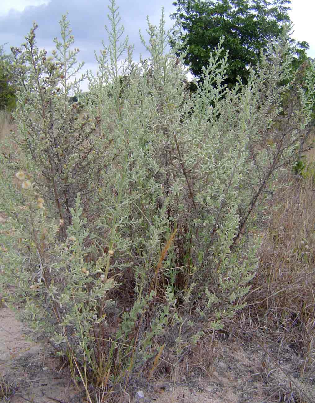 Laggera decurrens Laggera decurrens