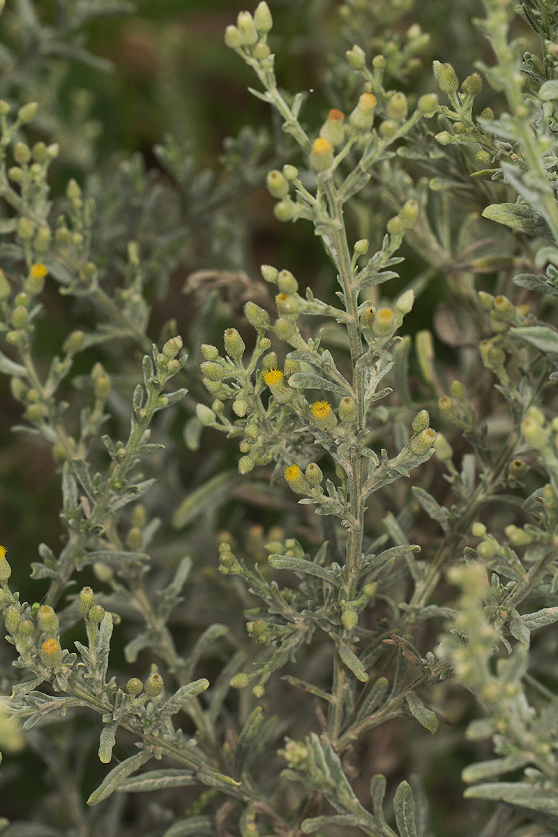 Laggera decurrens Laggera decurrens