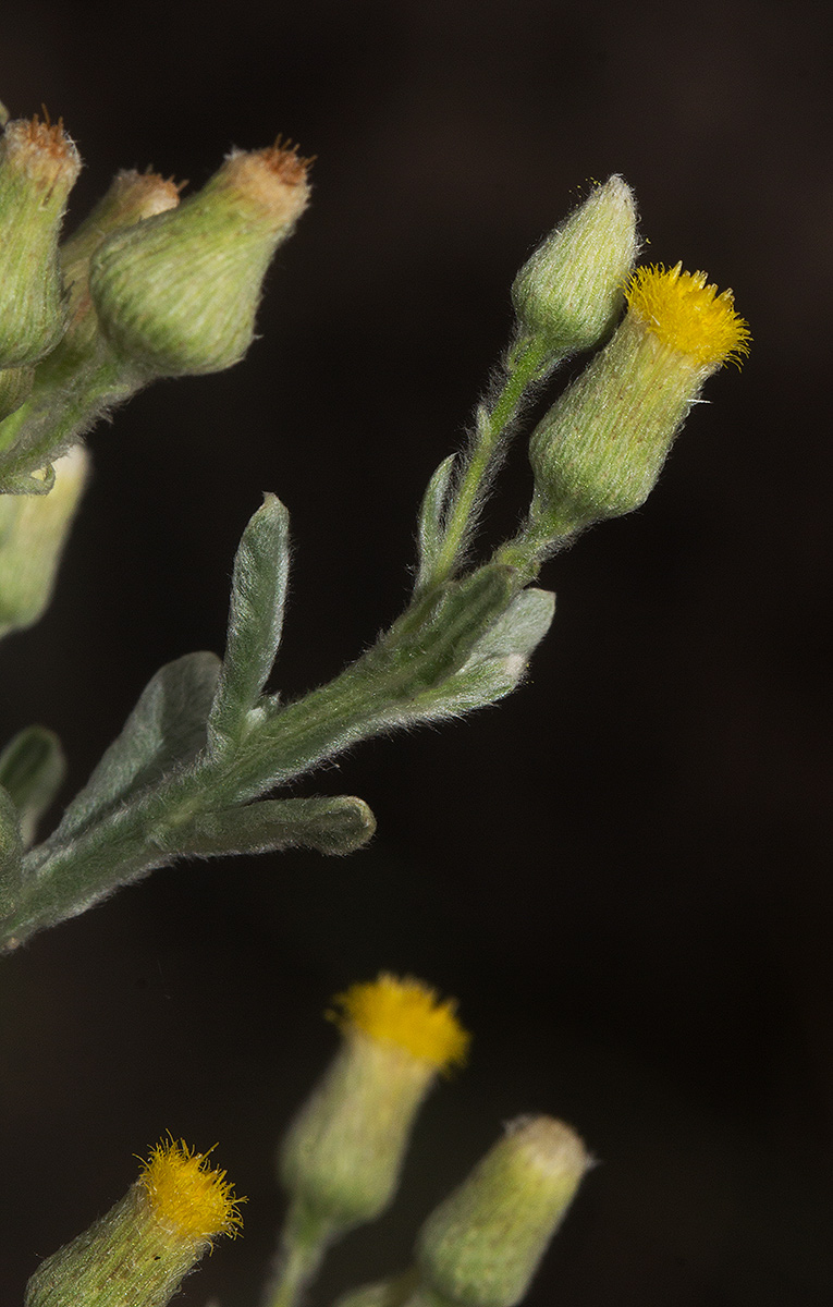 Laggera decurrens Laggera decurrens