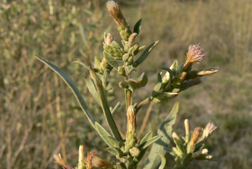 Pechuel-Loeschea leubnitziae