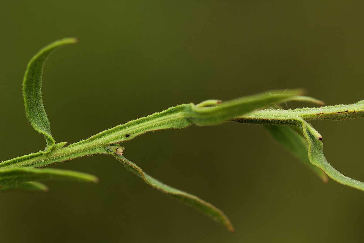 Litogyne gariepina Litogyne gariepina