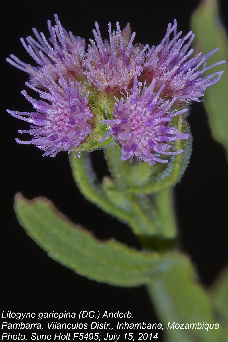 Litogyne gariepina Litogyne gariepina