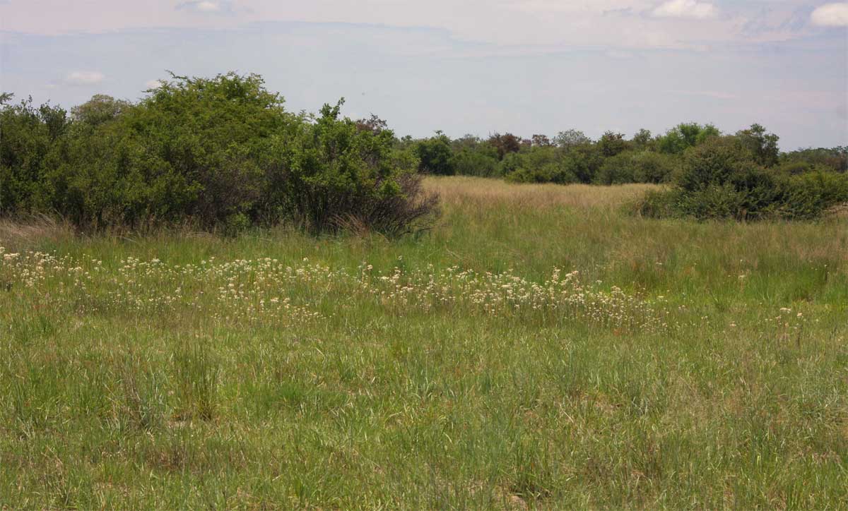Pseudognaphalium oligandrum Pseudognaphalium oligandrum